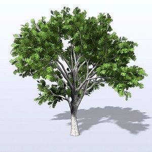 White_Oak_3.mb