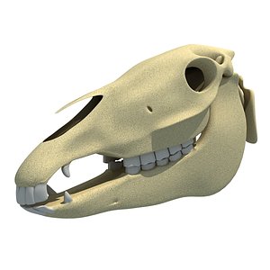 horse skull 3d model
