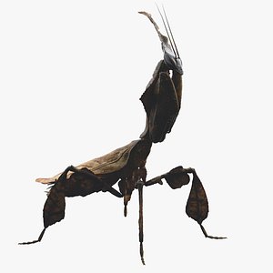 realistic rigged mantis 3D