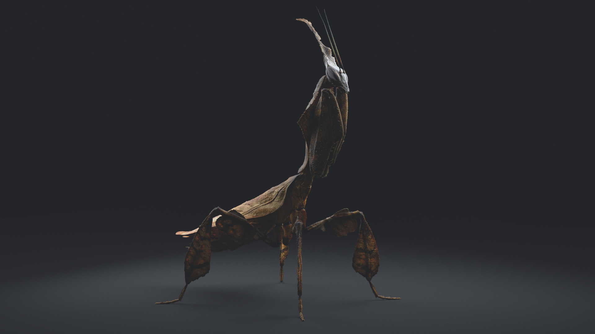 Realistic Rigged Mantis 3D - TurboSquid 1354971