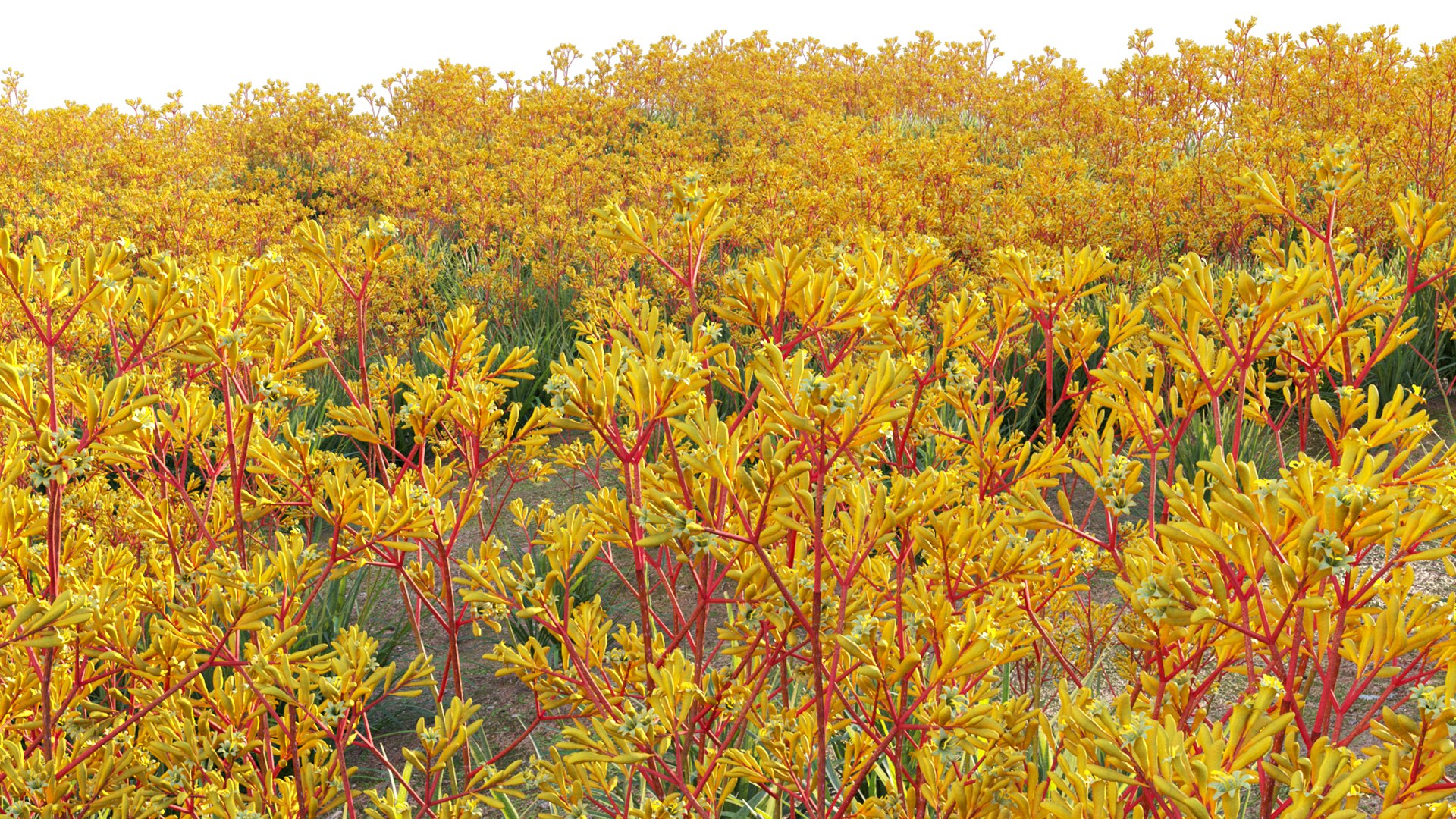 Grow FX - Anigozanthos flavidus - Kangaroo Paw model https://p.turbosquid.com/ts-thumb/MV/h6EToK/3P/3dtree_anigozanthosflavidus_02_13/jpg/1791347227/1920x1080/fit_q87/6f60f7c354bb4fc8aad4e1b8884b7441c9323849/3dtree_anigozanthosflavidus_02_13.jpg