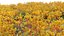 Grow FX - Anigozanthos flavidus - Kangaroo Paw