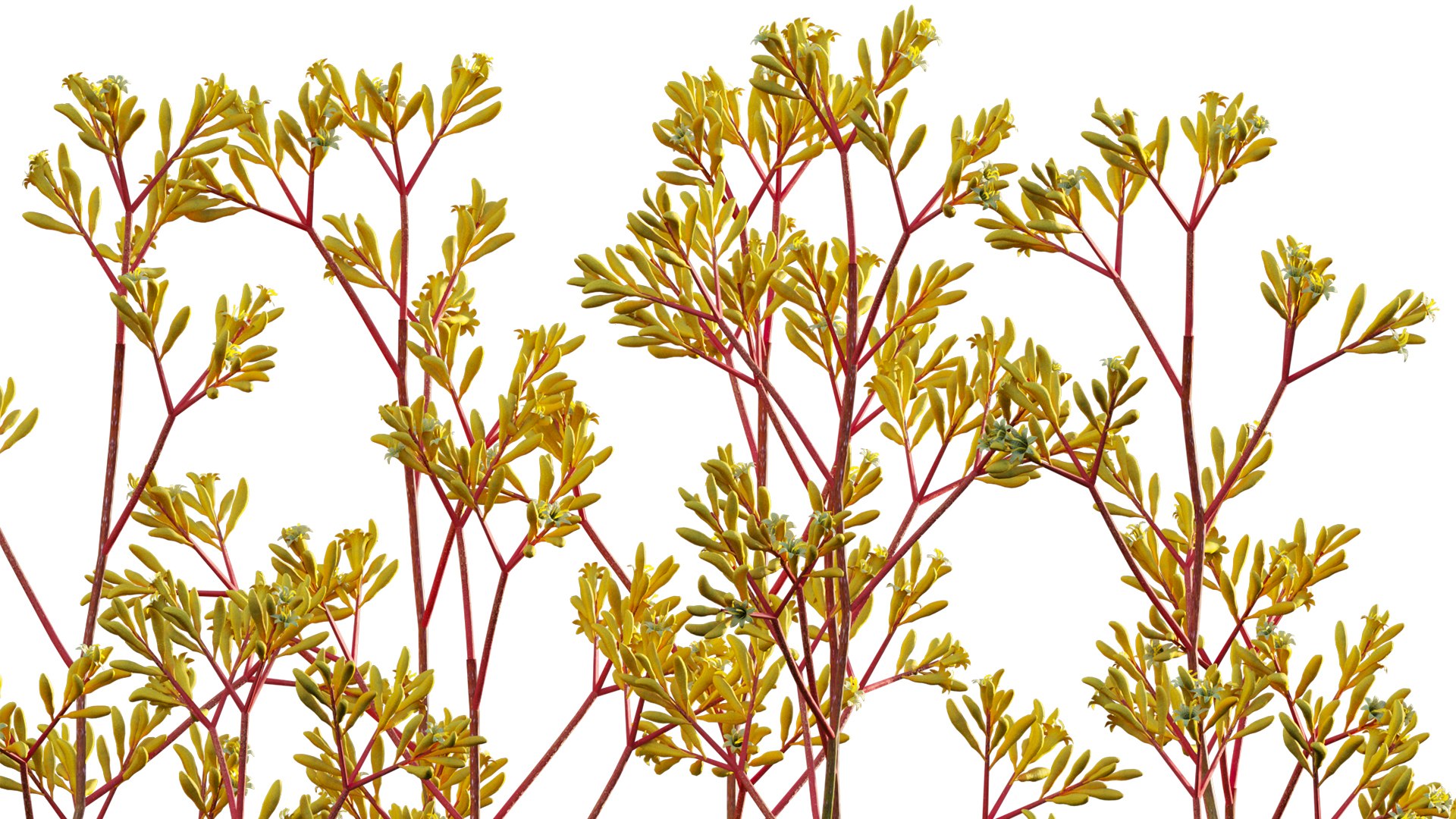 Grow FX - Anigozanthos flavidus - Kangaroo Paw model https://p.turbosquid.com/ts-thumb/MV/h6EToK/Gi/3dtree_anigozanthosflavidus_02_09/jpg/1791347224/1920x1080/fit_q87/3a55ccff01aeb4062309e8e4a15b019bf3b645c9/3dtree_anigozanthosflavidus_02_09.jpg