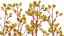 Grow FX - Anigozanthos flavidus - Kangaroo Paw