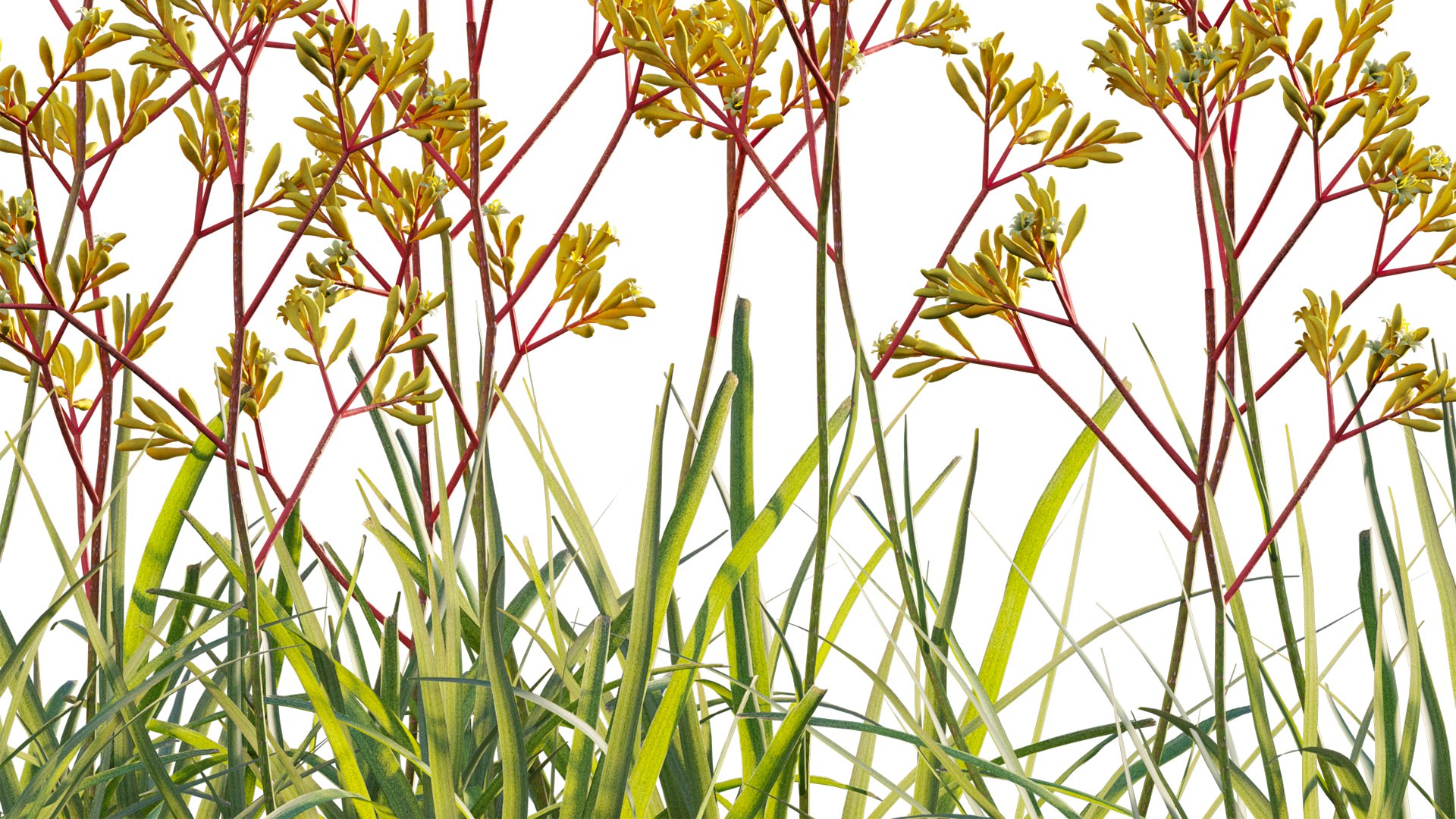 Grow FX - Anigozanthos flavidus - Kangaroo Paw model https://p.turbosquid.com/ts-thumb/MV/h6EToK/JI/3dtree_anigozanthosflavidus_02_10/jpg/1791347225/1920x1080/fit_q87/696b740c4a753e894bd49bf86e57ad273d9e931e/3dtree_anigozanthosflavidus_02_10.jpg