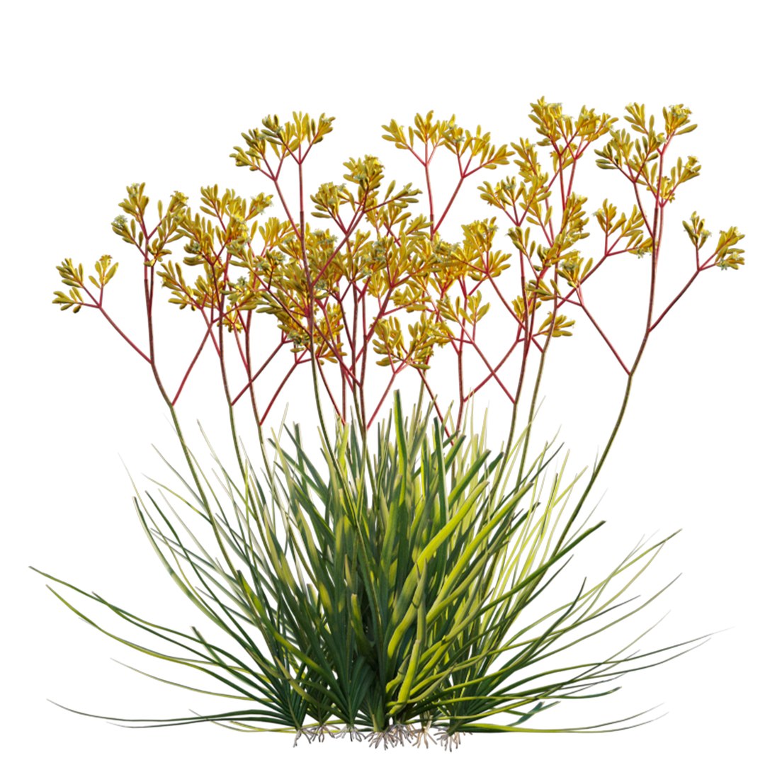 Grow FX - Anigozanthos flavidus - Kangaroo Paw model https://p.turbosquid.com/ts-thumb/MV/h6EToK/LZ/3dtree_anigozanthosflavidus_01_03/jpg/1791347220/1920x1080/fit_q87/408f68a7baa3b852052d93d57123ccdaf6e50f02/3dtree_anigozanthosflavidus_01_03.jpg