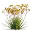 Grow FX - Anigozanthos flavidus - Kangaroo Paw