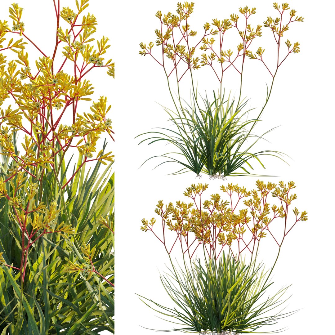 Grow FX - Anigozanthos flavidus - Kangaroo Paw model https://p.turbosquid.com/ts-thumb/MV/h6EToK/V6/3dtree_anigozanthosflavidus_01_01/jpg/1791347067/1920x1080/fit_q87/543dd8354ffa623c1b9085c55fc0d4eaf283fe6a/3dtree_anigozanthosflavidus_01_01.jpg