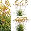 Grow FX - Anigozanthos flavidus - Kangaroo Paw