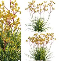 Grow FX - Anigozanthos flavidus - Kangaroo Paw