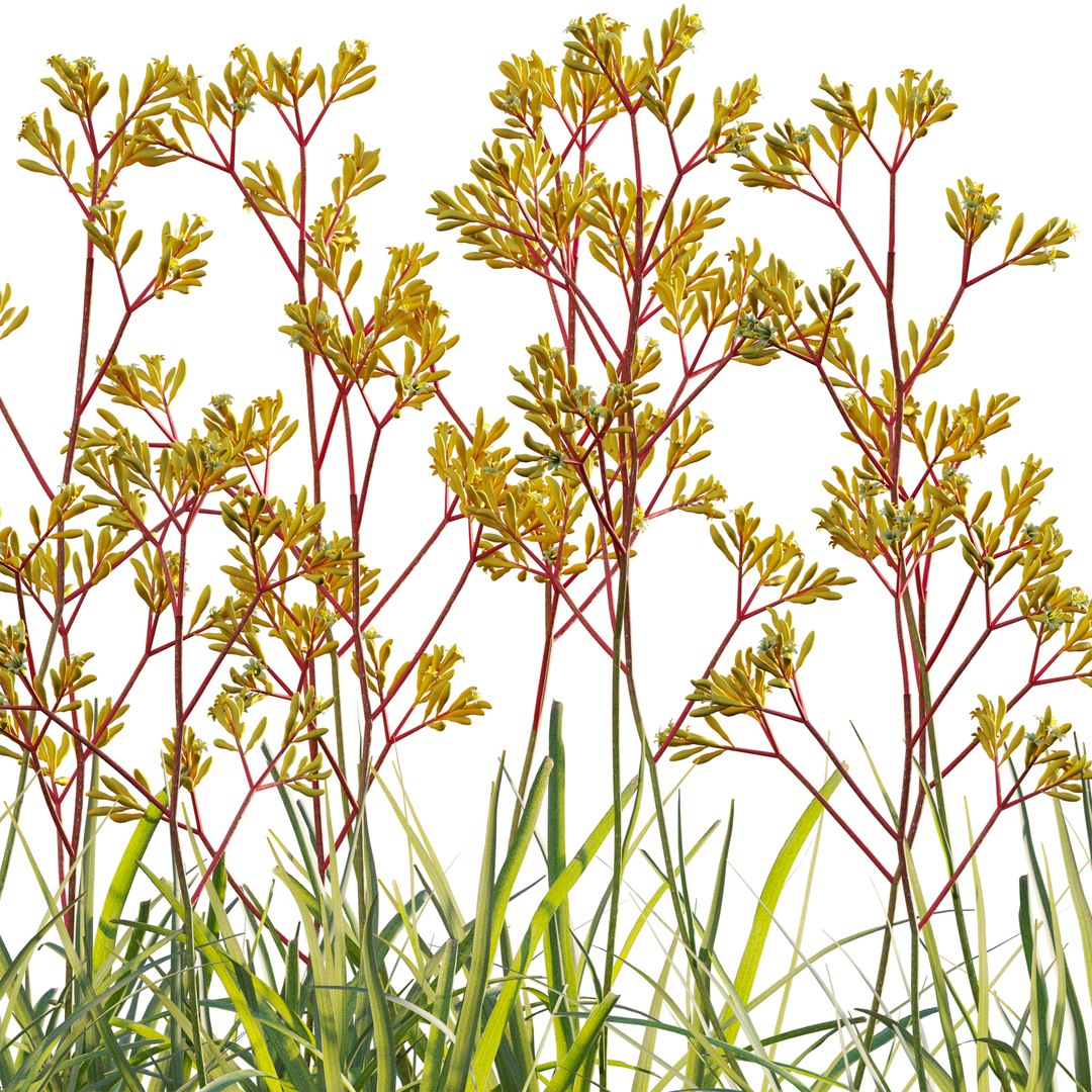 Grow FX - Anigozanthos flavidus - Kangaroo Paw model https://p.turbosquid.com/ts-thumb/MV/h6EToK/aB/3dtree_anigozanthosflavidus_02_04/jpg/1791347221/1920x1080/fit_q87/0b46d4806492f5cf8109986d6870f77d22f45fd7/3dtree_anigozanthosflavidus_02_04.jpg