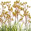 Grow FX - Anigozanthos flavidus - Kangaroo Paw