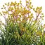 Grow FX - Anigozanthos flavidus - Kangaroo Paw