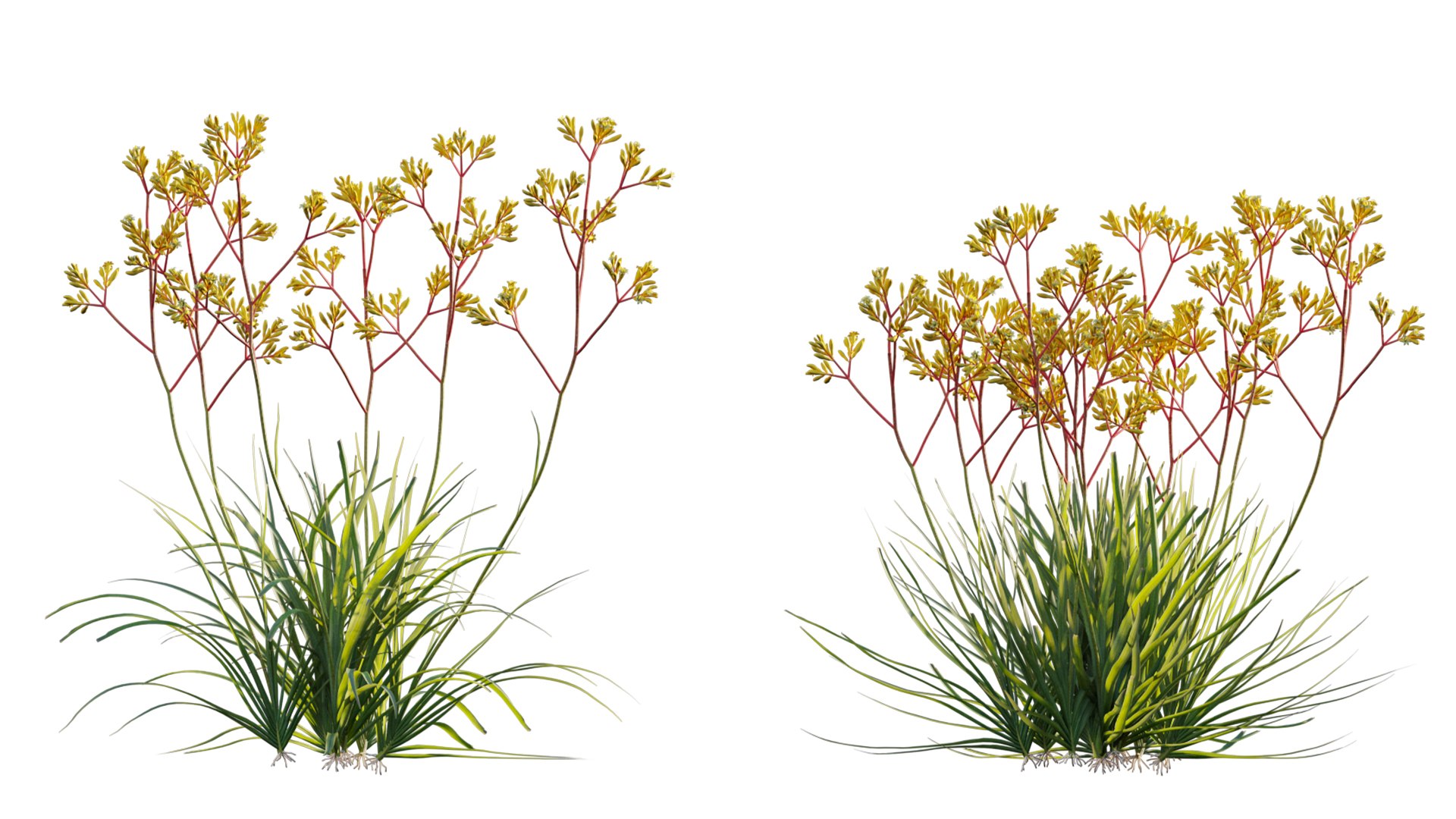 Grow FX - Anigozanthos flavidus - Kangaroo Paw model https://p.turbosquid.com/ts-thumb/MV/h6EToK/p4/3dtree_anigozanthosflavidus_01_08/jpg/1791347220/1920x1080/fit_q87/6c88621cee4b50690685064159e882d75638a3be/3dtree_anigozanthosflavidus_01_08.jpg