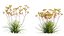 Grow FX - Anigozanthos flavidus - Kangaroo Paw