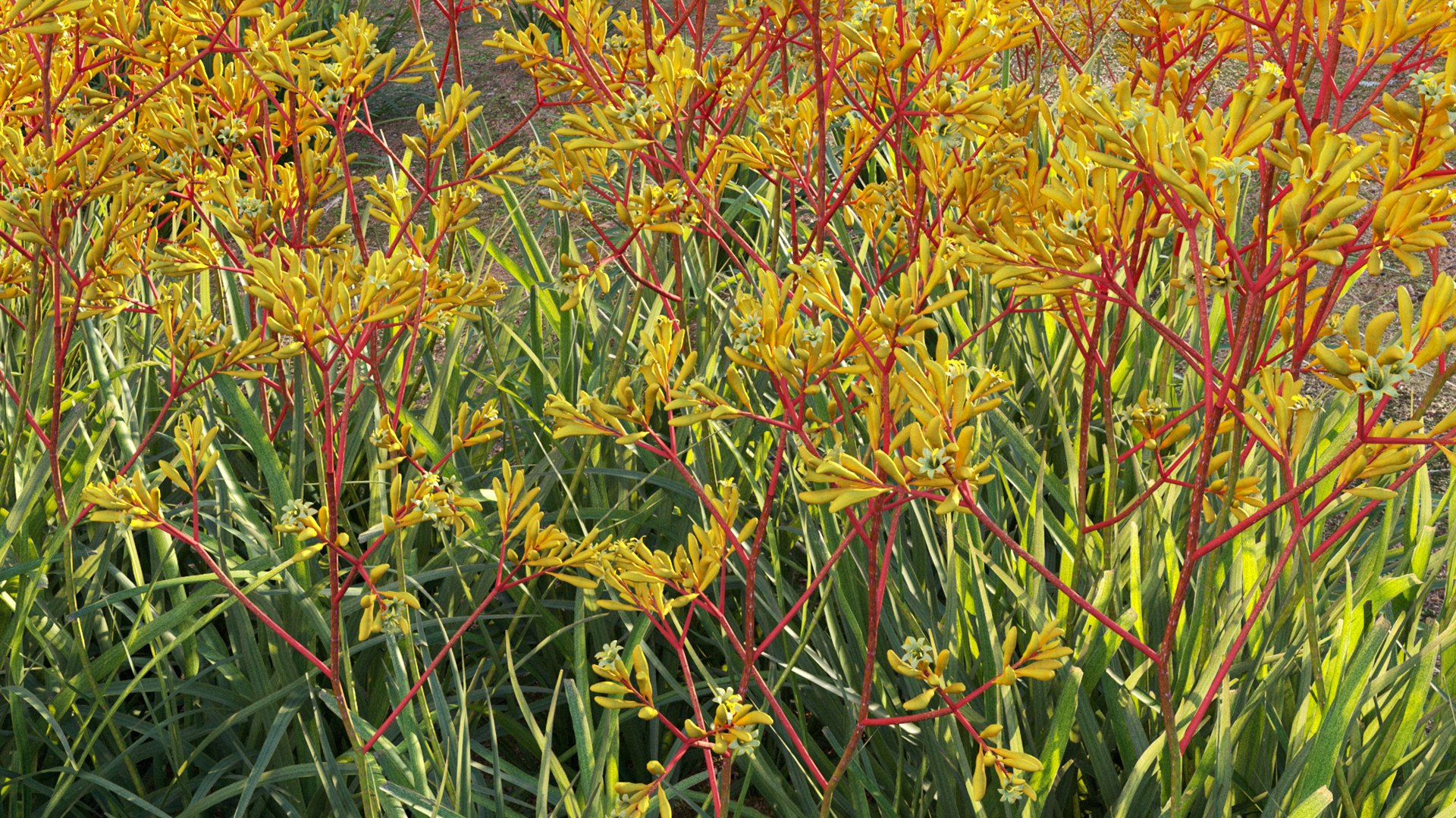 Grow FX - Anigozanthos flavidus - Kangaroo Paw model https://p.turbosquid.com/ts-thumb/MV/h6EToK/pa/3dtree_anigozanthosflavidus_02_12/jpg/1791347226/1920x1080/fit_q87/0500fd3c10b2039721410bd278b0e7d03affe99d/3dtree_anigozanthosflavidus_02_12.jpg