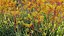 Grow FX - Anigozanthos flavidus - Kangaroo Paw