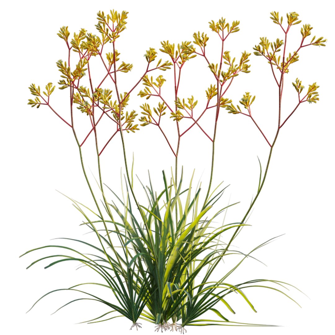 Grow FX - Anigozanthos flavidus - Kangaroo Paw model https://p.turbosquid.com/ts-thumb/MV/h6EToK/tH/3dtree_anigozanthosflavidus_01_02/jpg/1791347140/1920x1080/fit_q87/20a96041bf9e36ff2319c6f41672b007c29d2c95/3dtree_anigozanthosflavidus_01_02.jpg