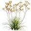Grow FX - Anigozanthos flavidus - Kangaroo Paw