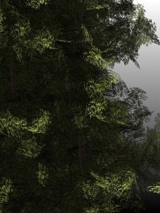 Yew
