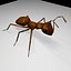 Ant