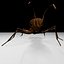 Ant