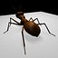 Ant