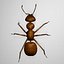 Ant