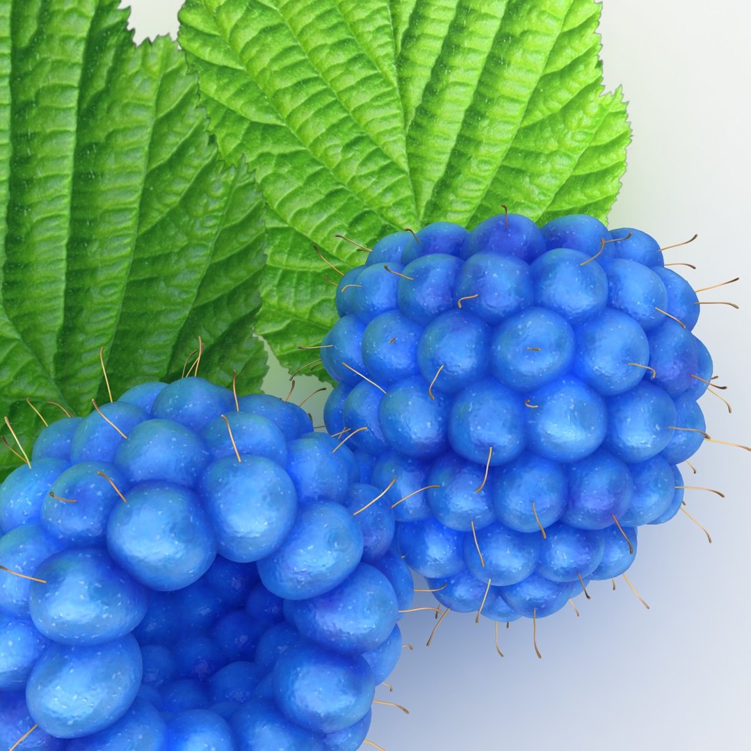 Realistic Raspberry Blue 3d 3ds