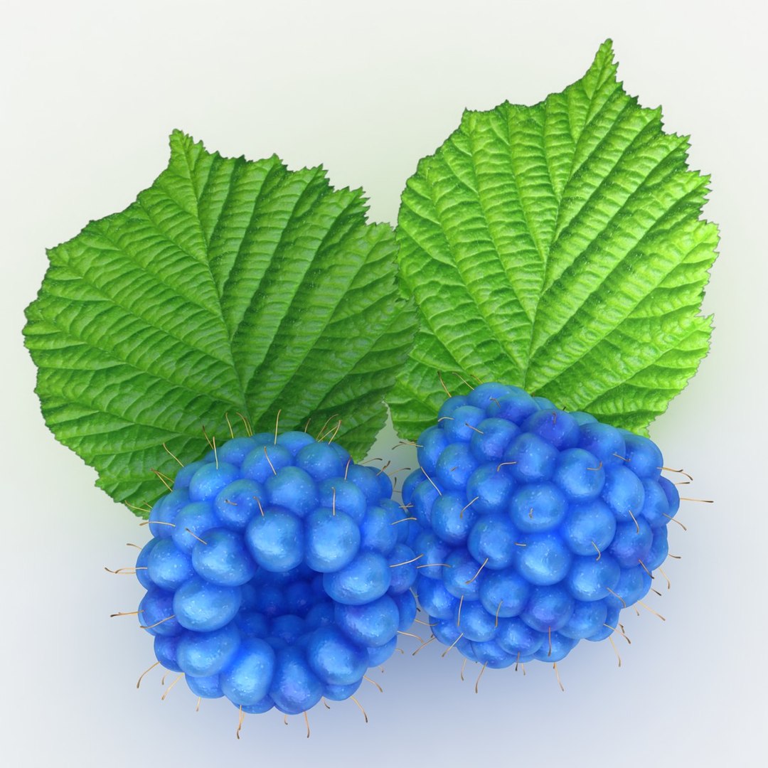 Realistic Raspberry Blue 3d 3ds