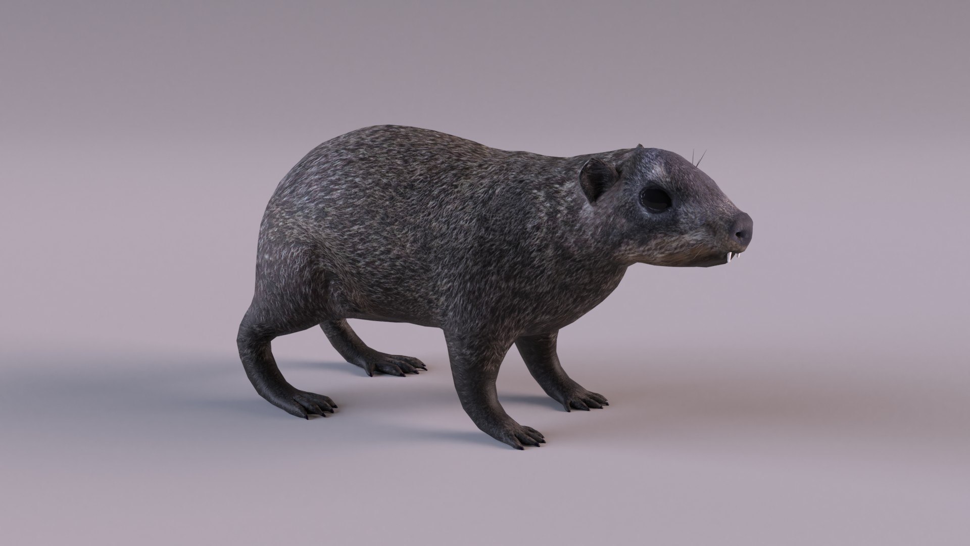 Rock Hyrax 3D Model - TurboSquid 1739944