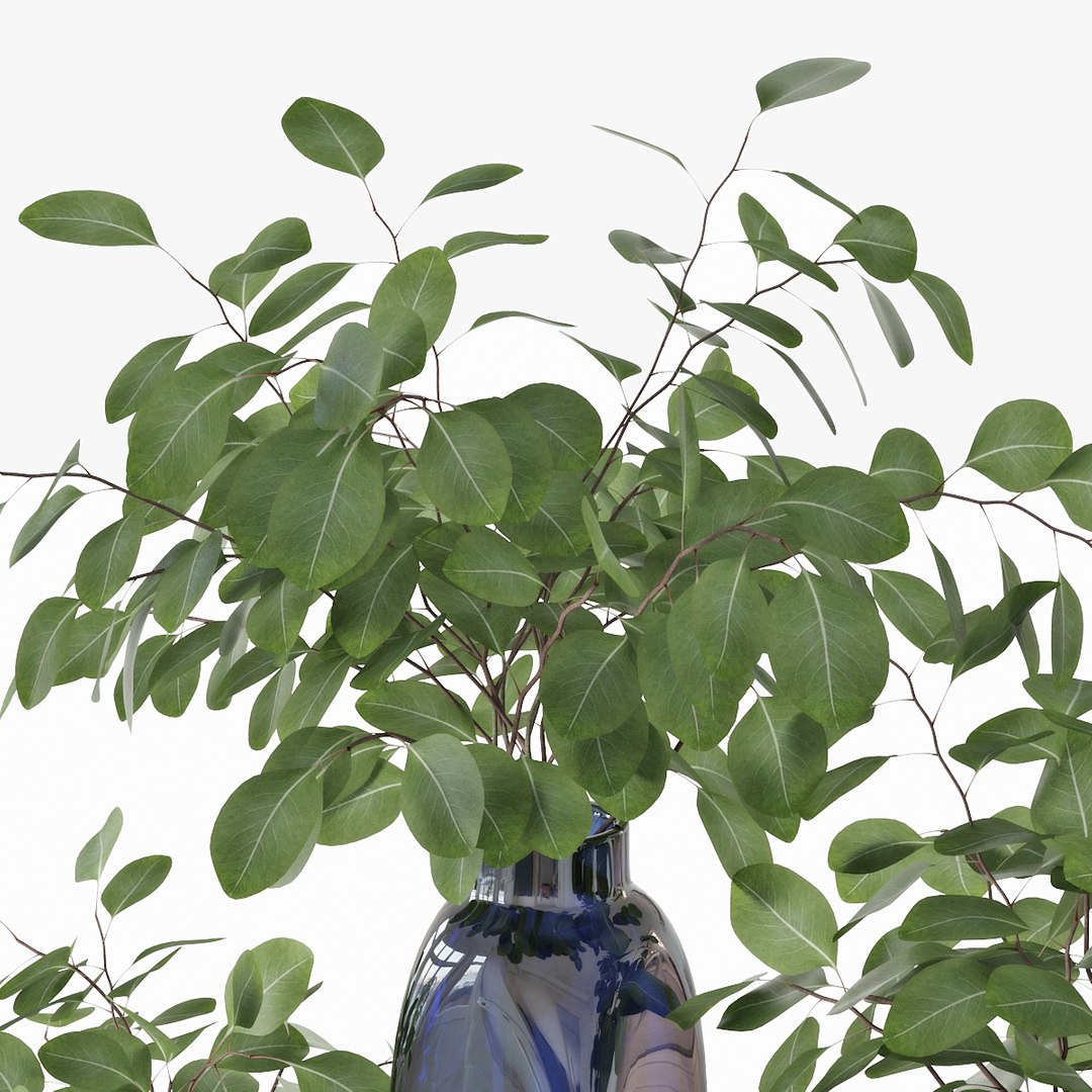 3D model eucalyptus silver dollar https://p.turbosquid.com/ts-thumb/MW/BEQR9V/CToezk7r/pr_07/jpg/1584445663/1920x1080/fit_q87/a307d037bc72e28ed9462010d578c87512c9d752/pr_07.jpg
