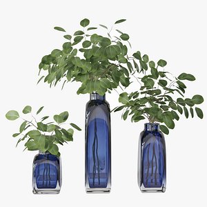Eucalyptus 05