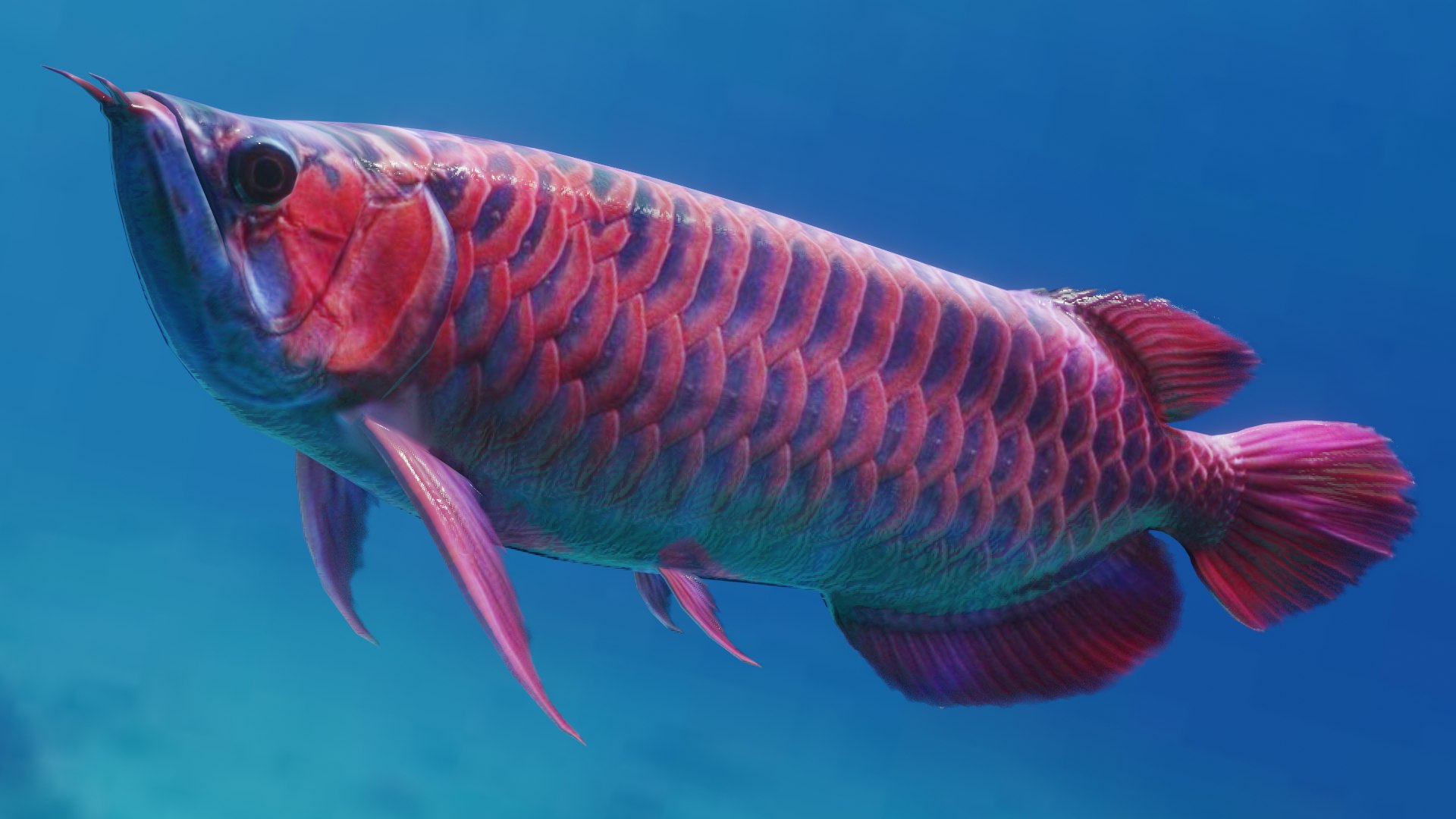 3D Asian Arowana Super Red Fish Model - TurboSquid 1469585