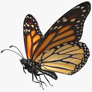 Monarch Butterfly Rigged