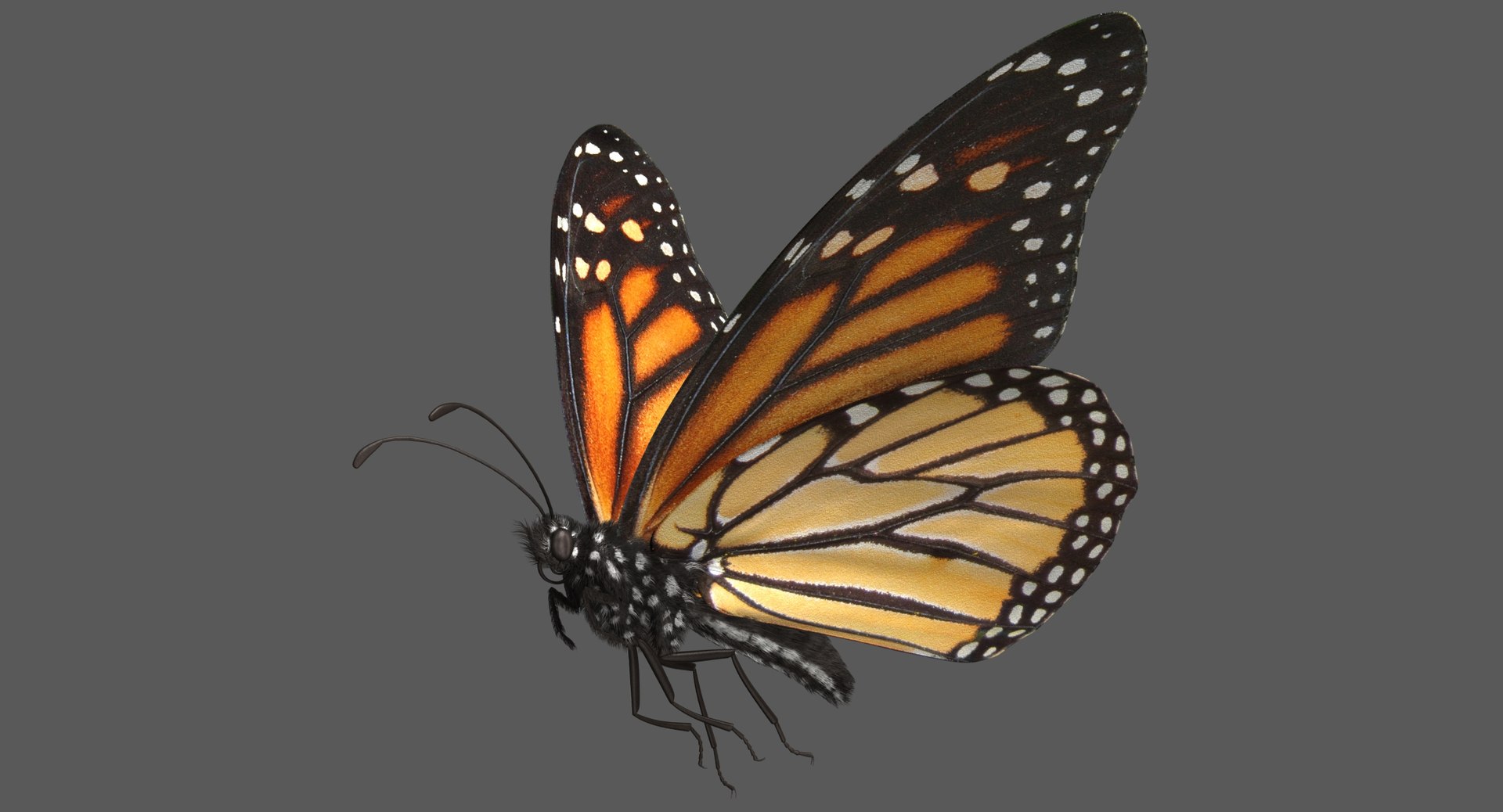 rigged common 3D https://p.turbosquid.com/ts-thumb/MW/gGv7bl/bKCPDZaY/monarchbutterfly_poses_ornatrix_001/jpg/1551578039/1920x1080/fit_q87/0c0461ec95c61552488b37ef0e22ce66a8cfcce4/monarchbutterfly_poses_ornatrix_001.jpg