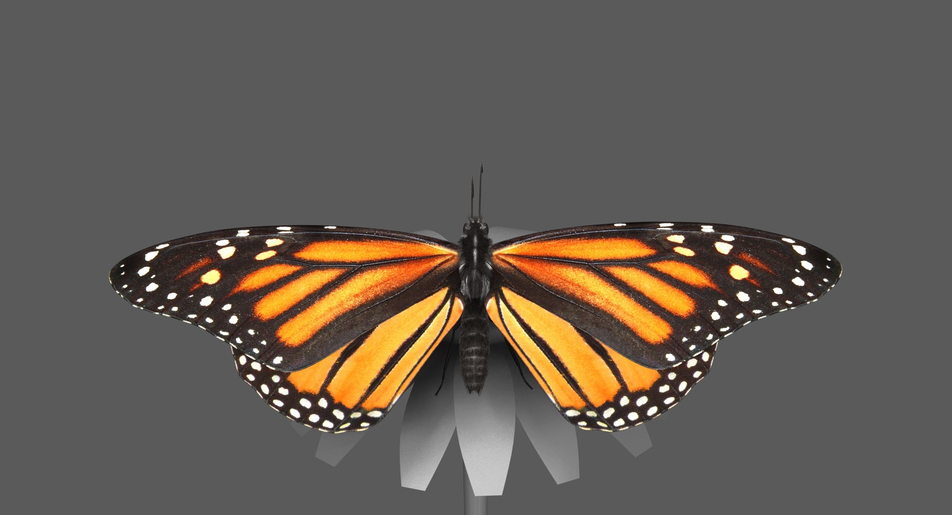 rigged common 3D https://p.turbosquid.com/ts-thumb/MW/gGv7bl/vJck2oy2/monarchbutterfly_poses_ornatrix_009/jpg/1551584403/1920x1080/fit_q87/a16ab3d4b825952171d2042712fac54804580089/monarchbutterfly_poses_ornatrix_009.jpg