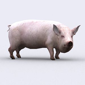 3d model - pig animations