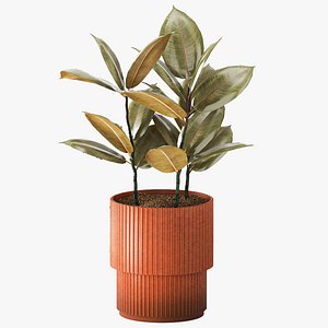 Ficus elastica rubber tree in a terracotta colored pot