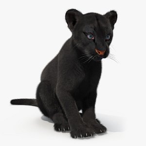 Black Panther Cub Sitting Pose with Fur for Cinema 4D