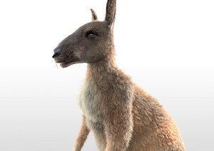 Kangaroo Hair Fur Rigged