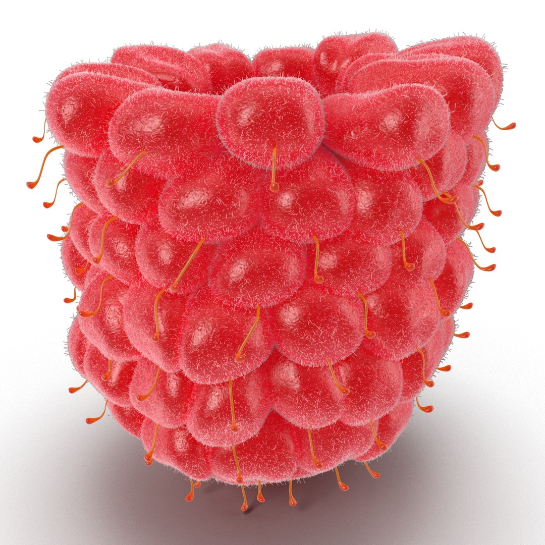 3d model of raspberry 6 fur