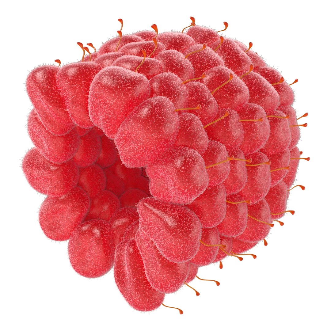 3d model of raspberry 6 fur