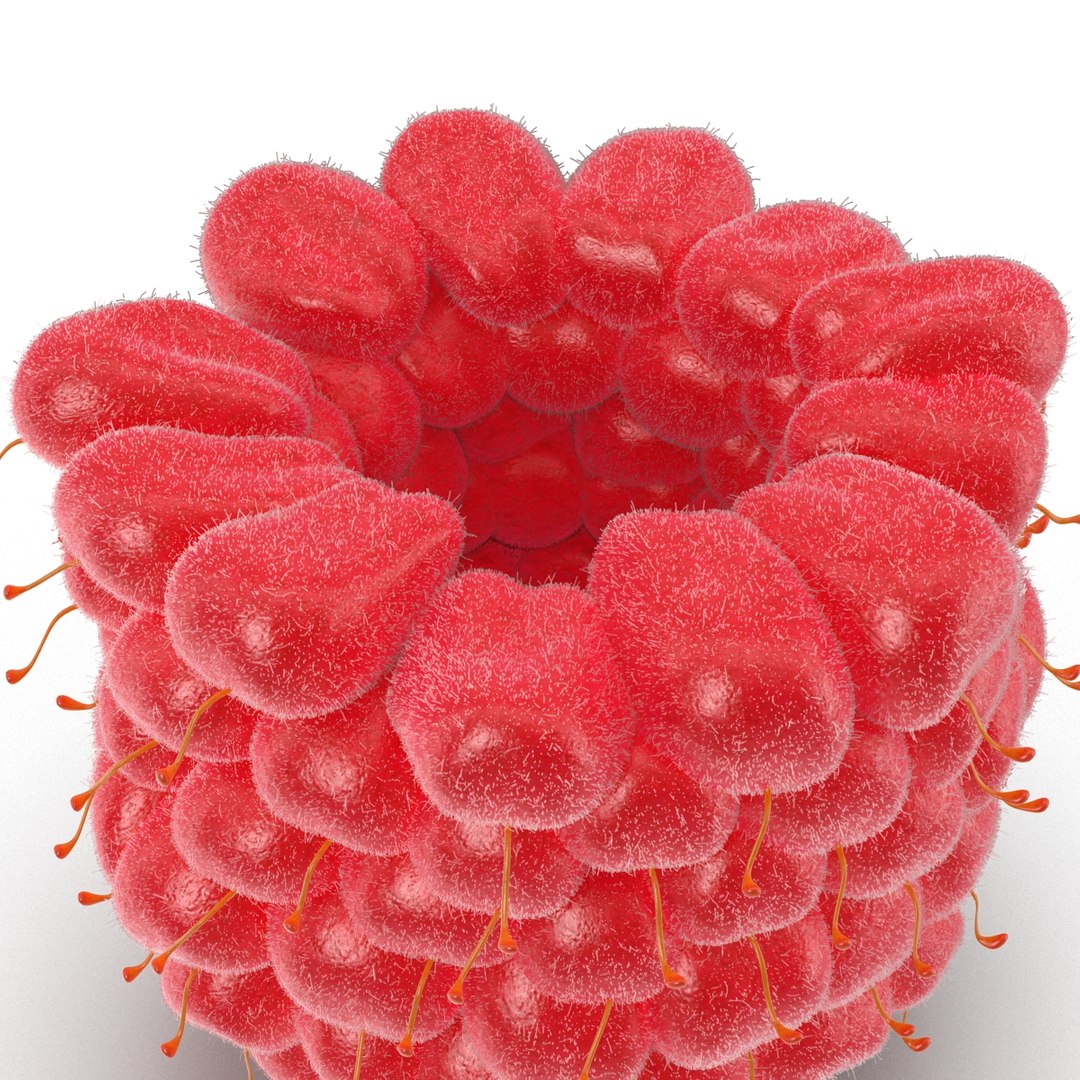3d model of raspberry 6 fur