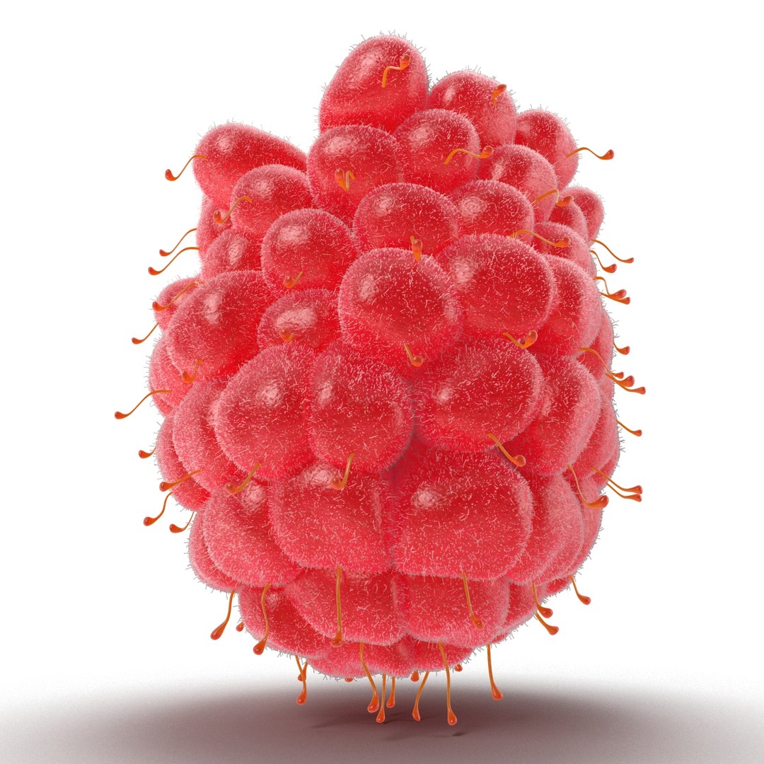 3d model of raspberry 6 fur