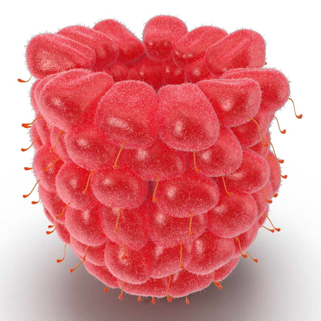 3d model of raspberry 6 fur