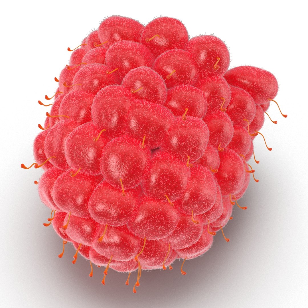3d model of raspberry 6 fur