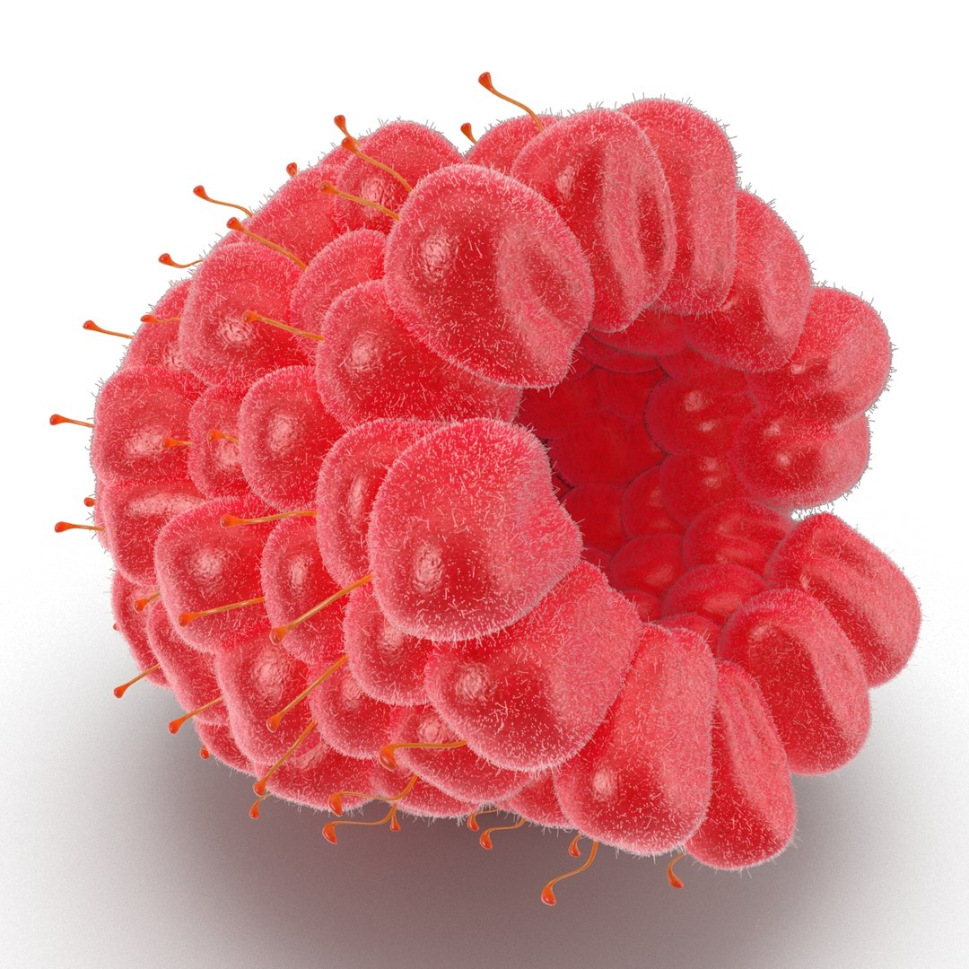 3d model of raspberry 6 fur