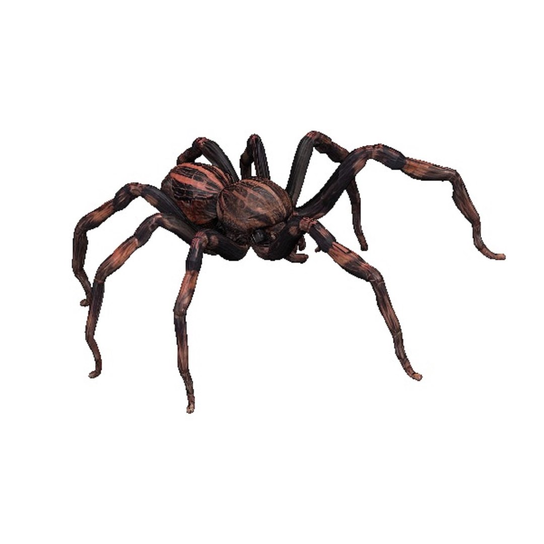 3D Spider Model - TurboSquid 2435326