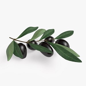 Black Olive Branch 3D